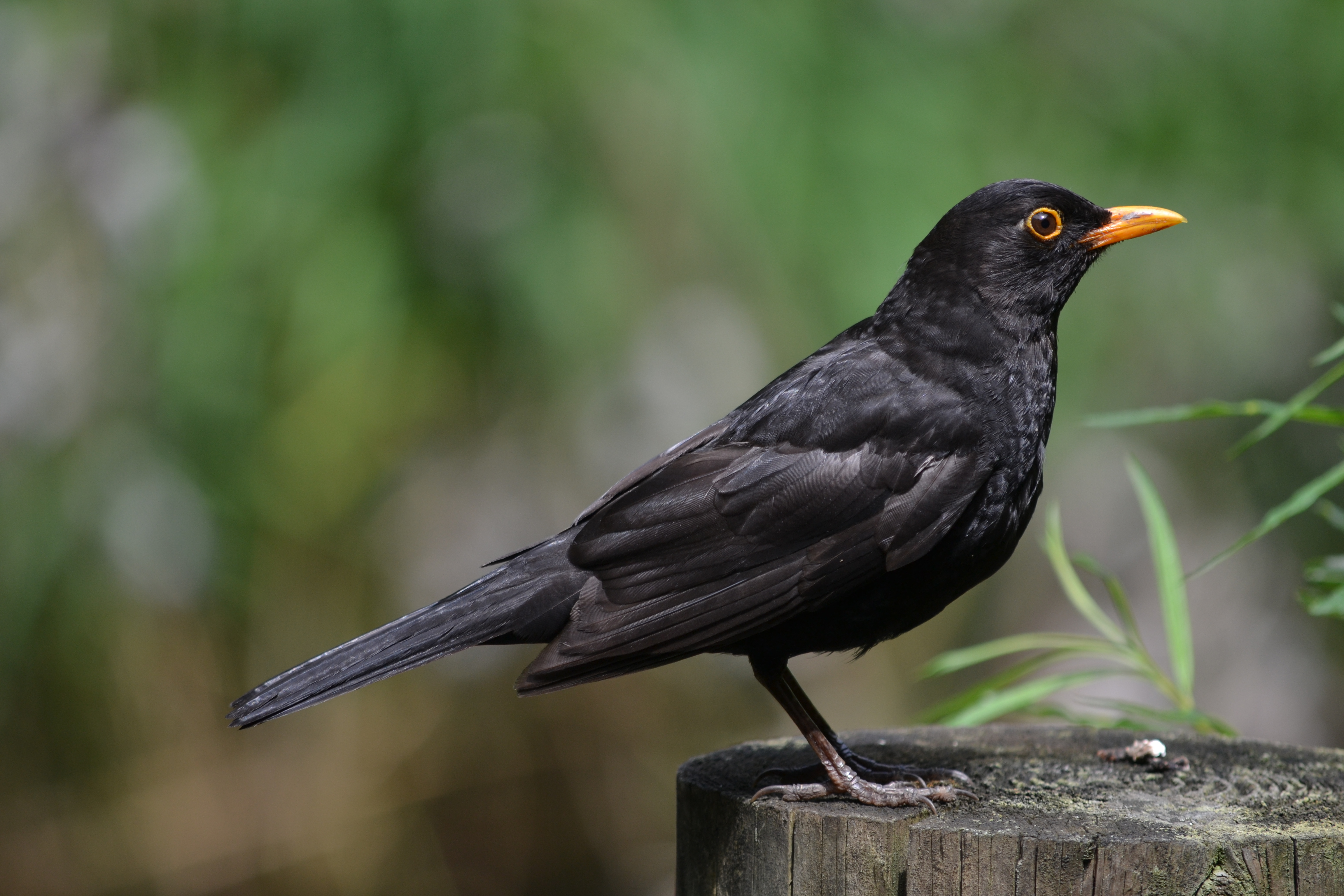 stuutje1979_common_blackbird_1.JPG