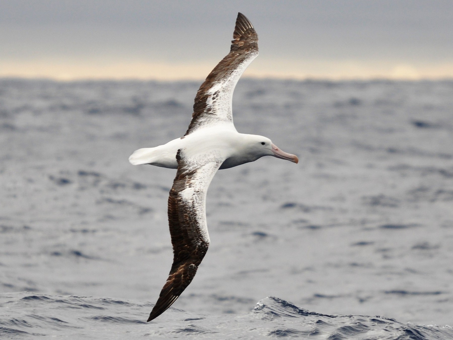 Az albatroszok ellenségei
