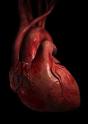 the-human-heart-biology-4847457-300-419.jpg