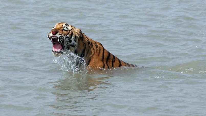 Veszélyben a bengáli tigris