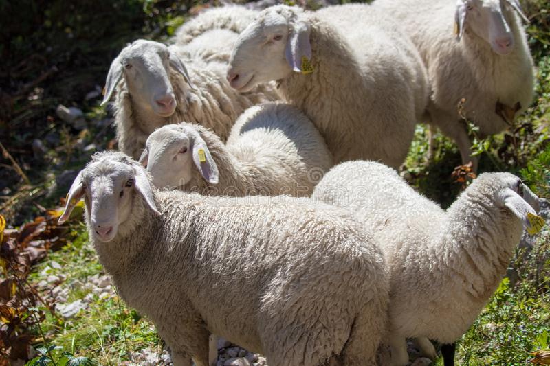 un-mucchio-di-sheep-cima-alle-montagne-pecore-delle-sulle-bohinj-julian-alps-slovenia-161506631.jpg