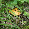 Sárga rókagomba (Cantharellus cibarius)