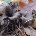 Sötét trombitagomba (Craterellus cornucopioides)