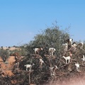 Marokkó 4 keréken - Marrakech, Casablanca