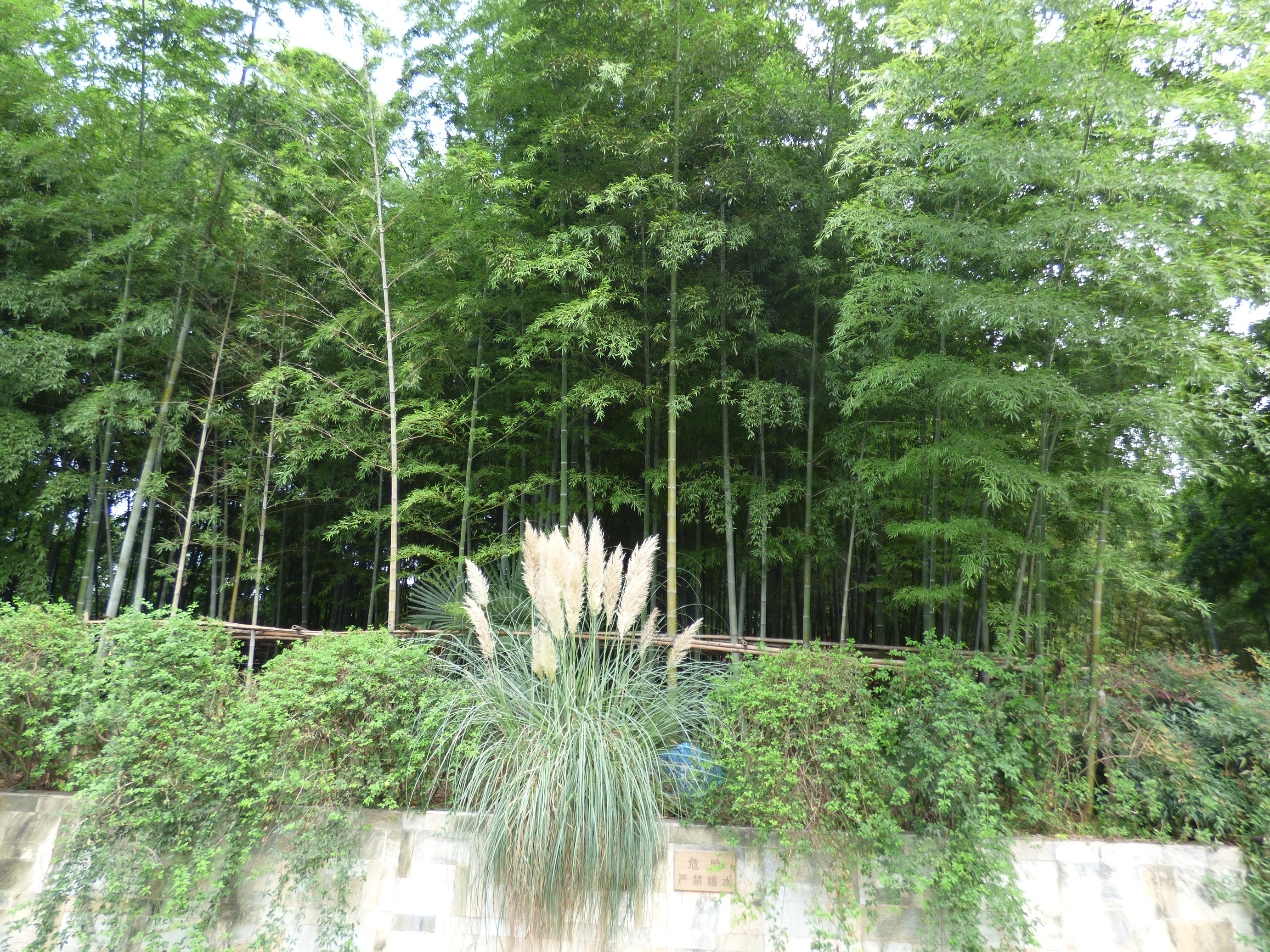 bambusz.JPG