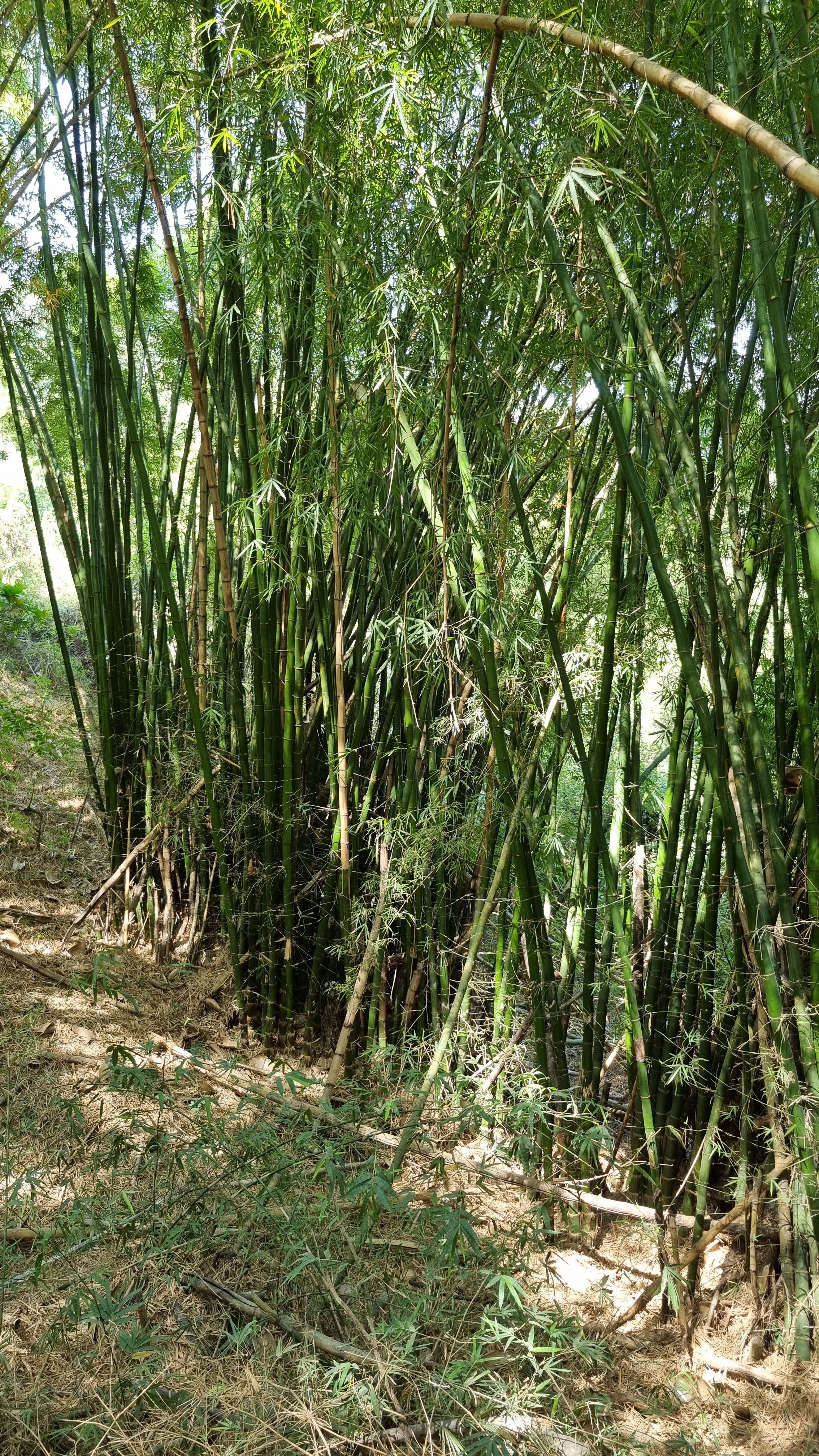 Hatalmas bambusz erdők.