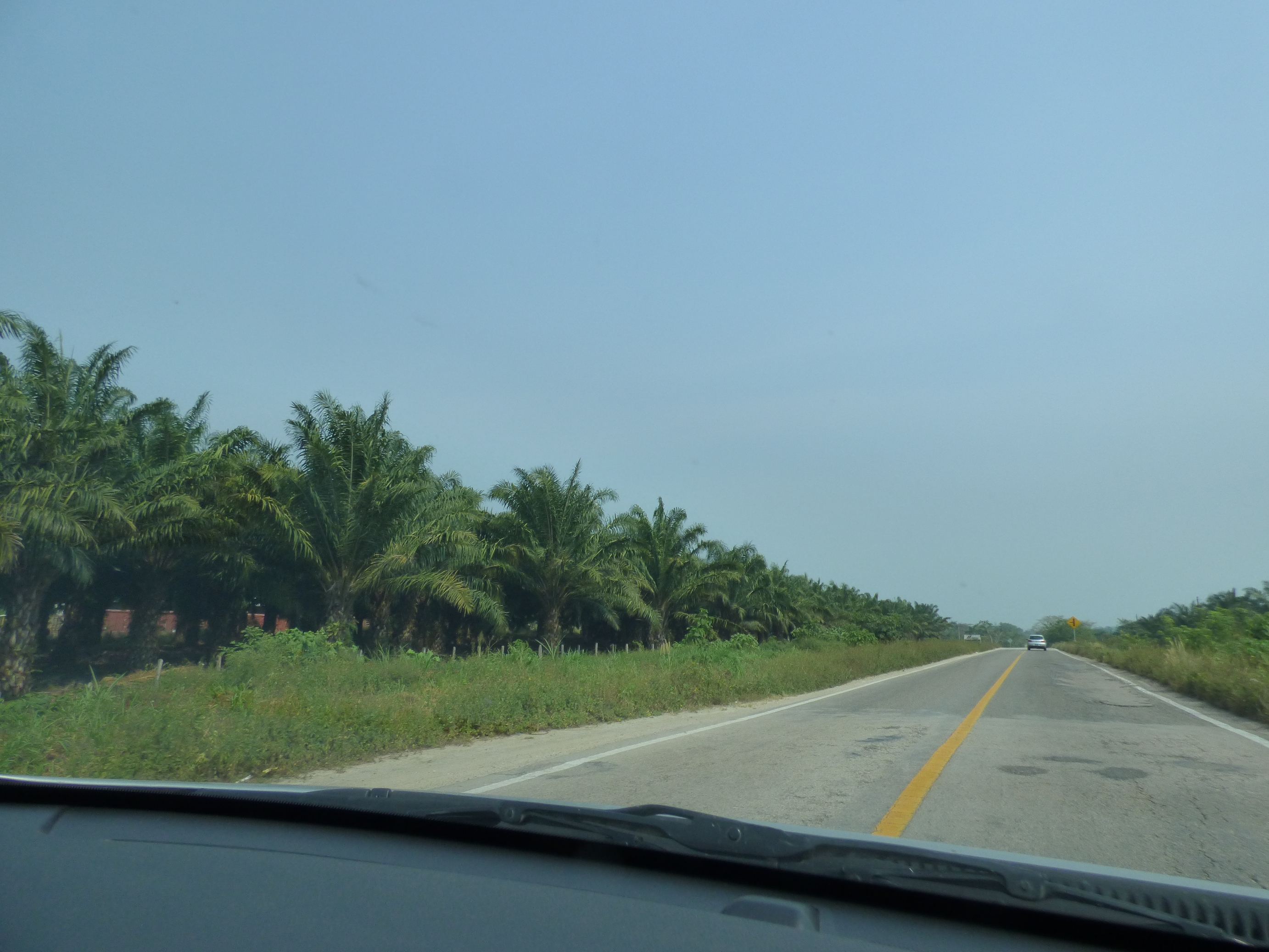 Ahol pálmafák nőnek az út szélén.