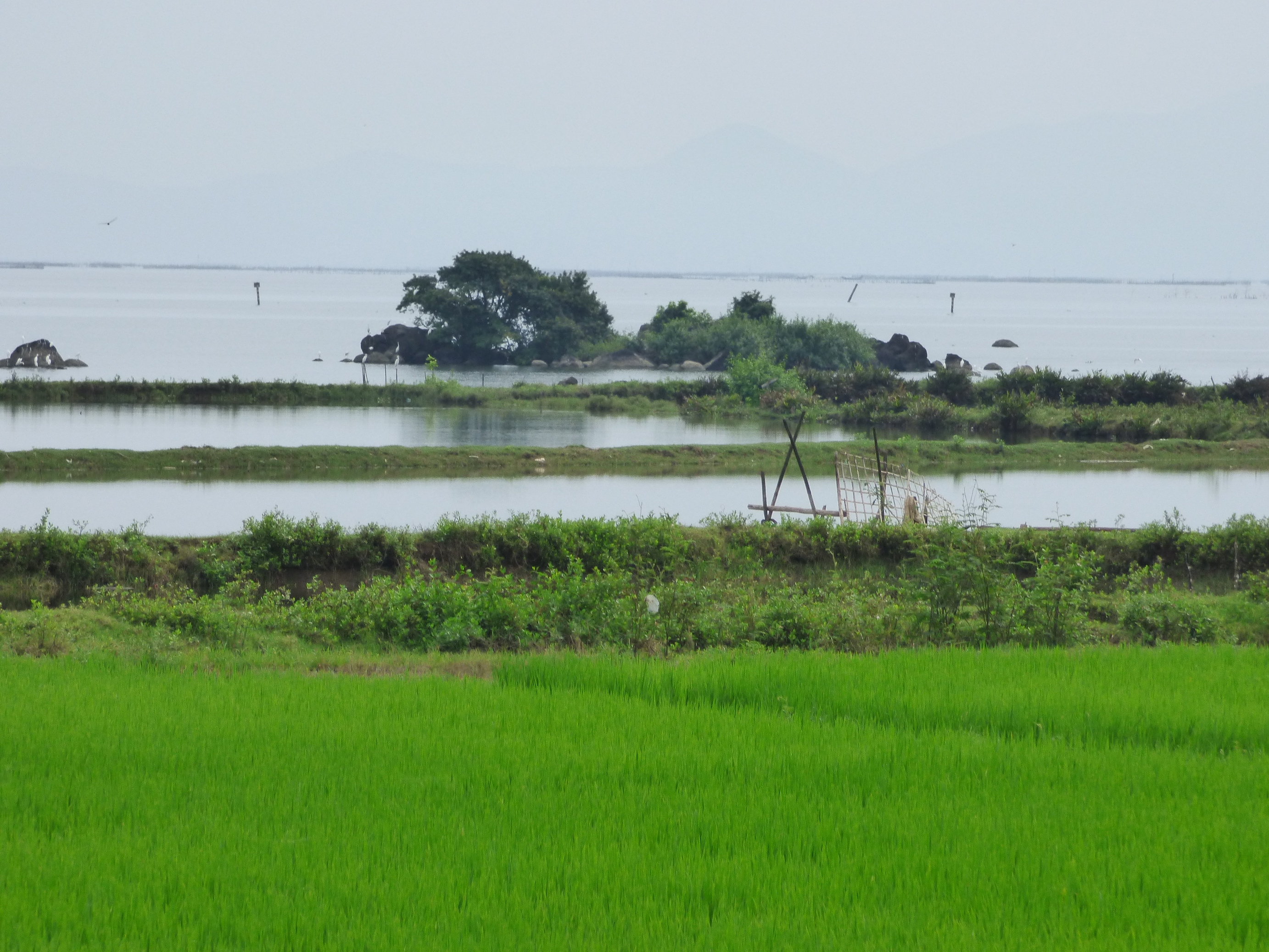 A lagúna és előtte a rizsföldek.