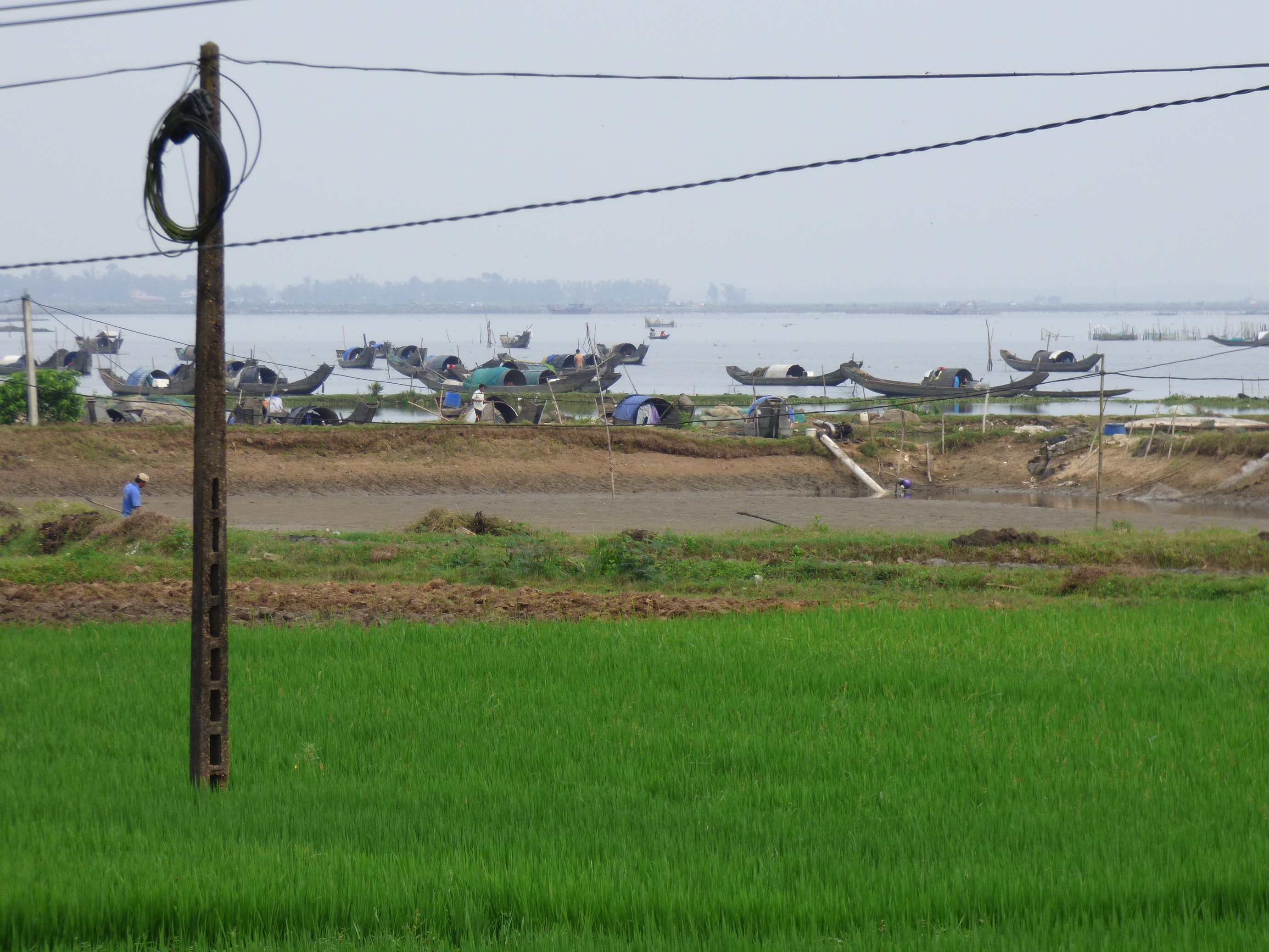 Zöld rizsföldek, távolban a lagúna és az úszó falu.