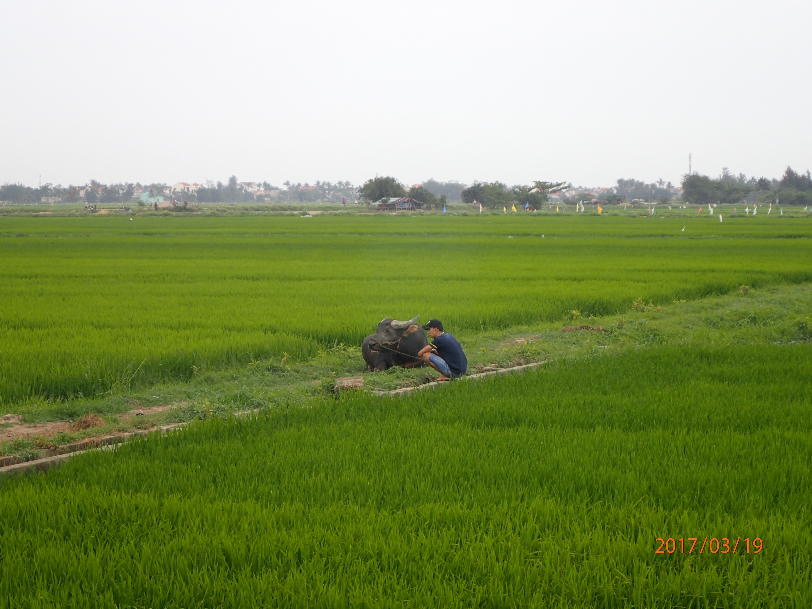A tengerpartra vezető út mellett rizsföldek terültek el.