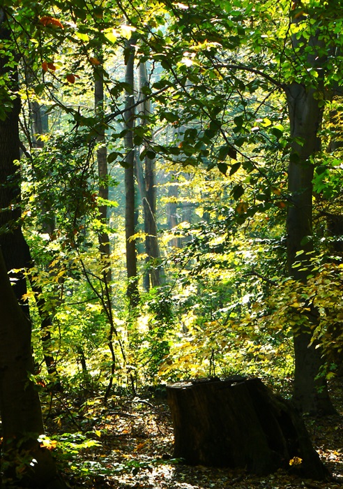 őszi erdő 1.JPG