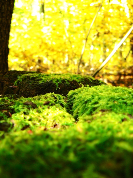 őszi erdő 11.JPG