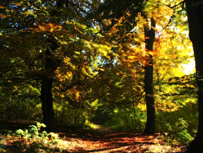 őszi erdő 12.JPG