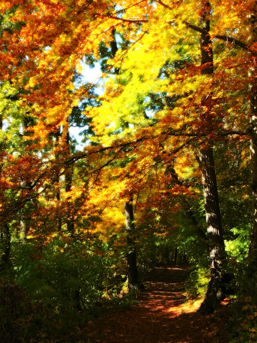 őszi erdő 13.JPG