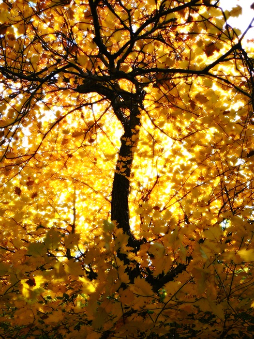 őszi erdő 18.JPG