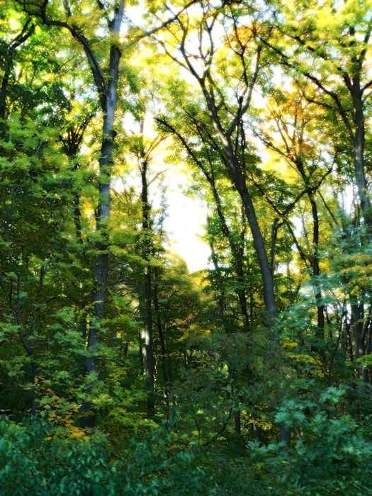 őszi erdő 24.JPG