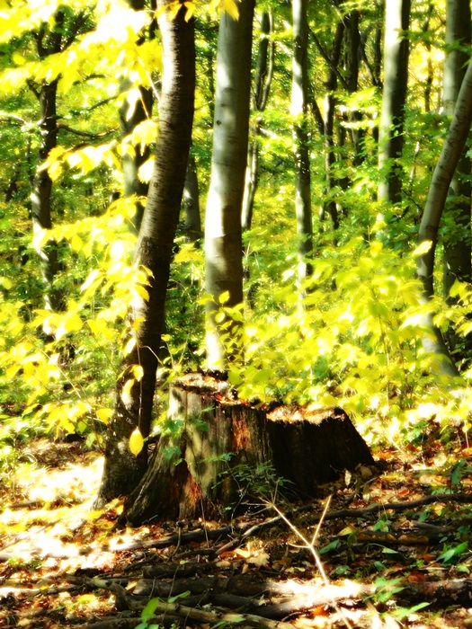 őszi erdő 4.JPG
