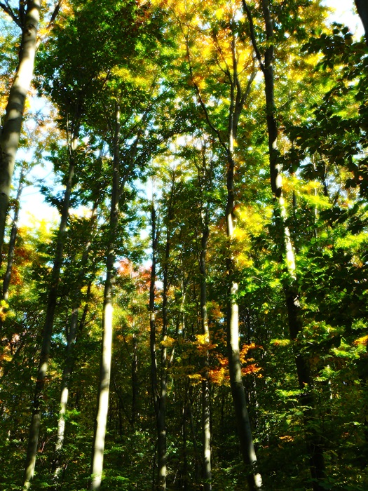őszi erdő 5.JPG