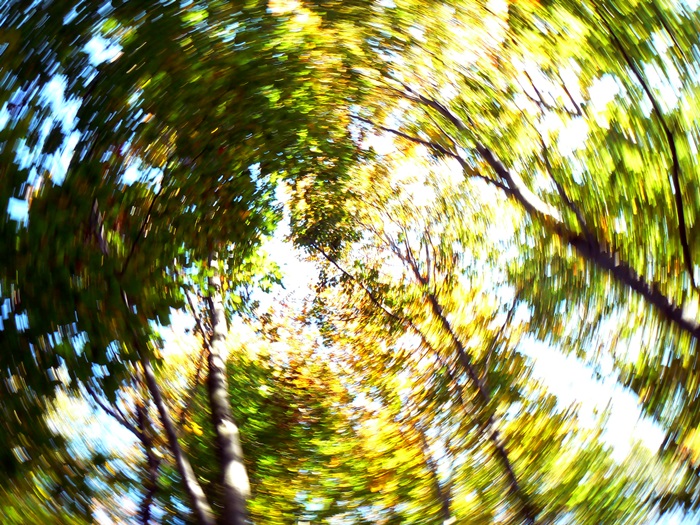 őszi erdő 7.JPG
