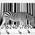 Zebra groteszk (feleség)