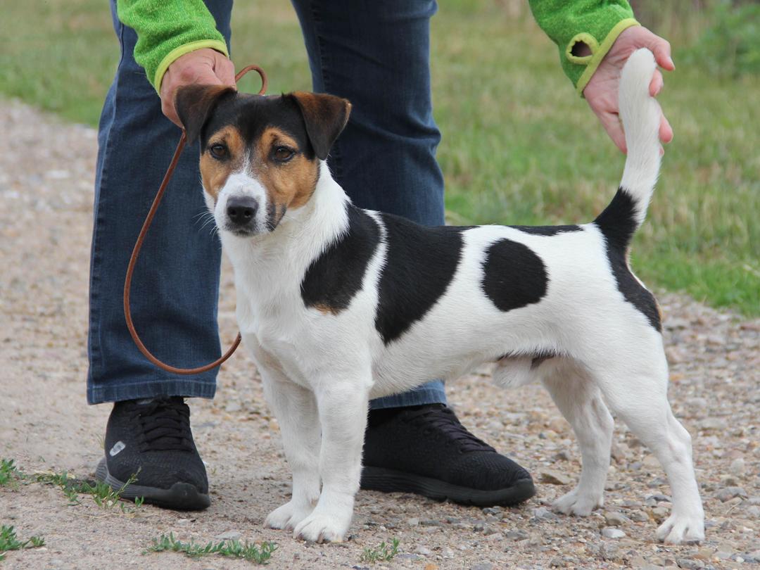 jack-russel-terrier.jpg