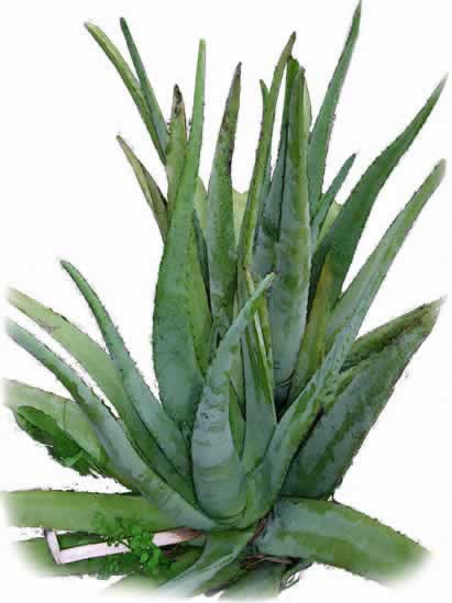 aloe2_web.jpg