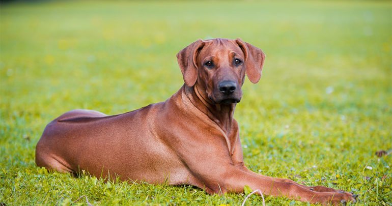 adobestock_45553920-770x405.jpg