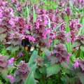 Táplálék növény 4. - Árvacsalán (Lamium)