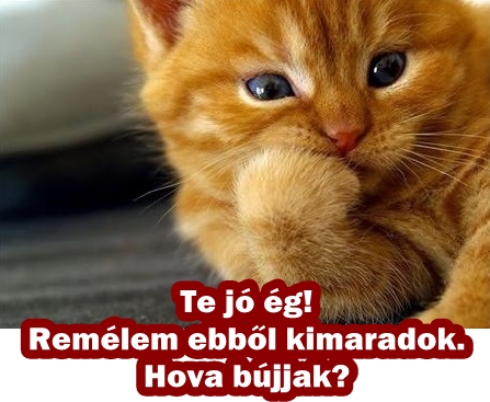cicomosogatoszer.jpg