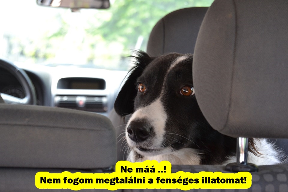 folttisztitoeb.jpg