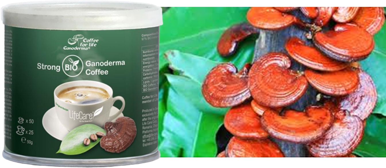 kaveganoderma7.jpg
