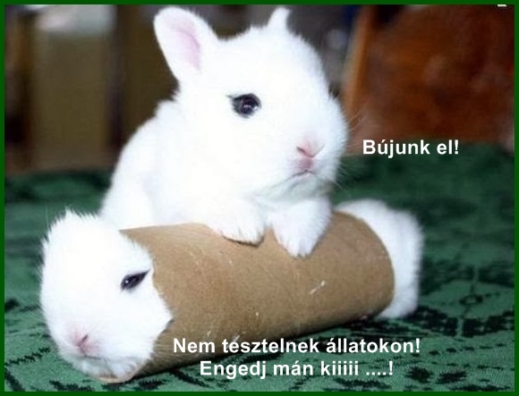 nyuszik.jpg