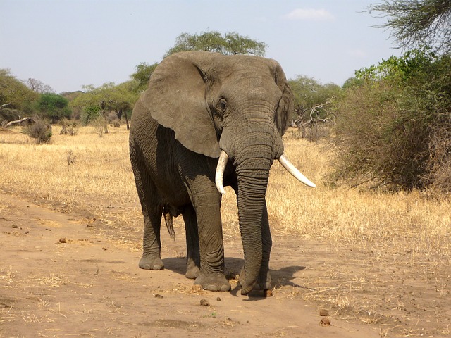 elephant-114543_640.jpg