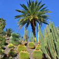 Cactualdea Park: Kaktuszok Bámulatos Világa