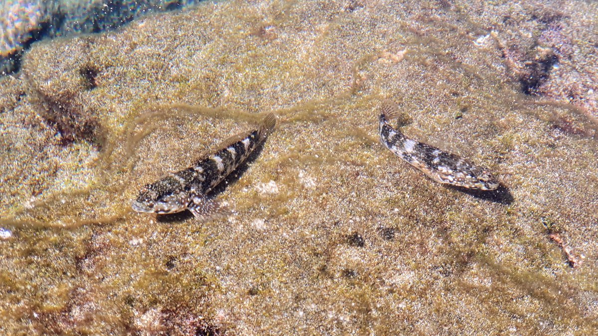 types-of-fish-tenerife-canary-islands-1200-675_1595361546.jpg