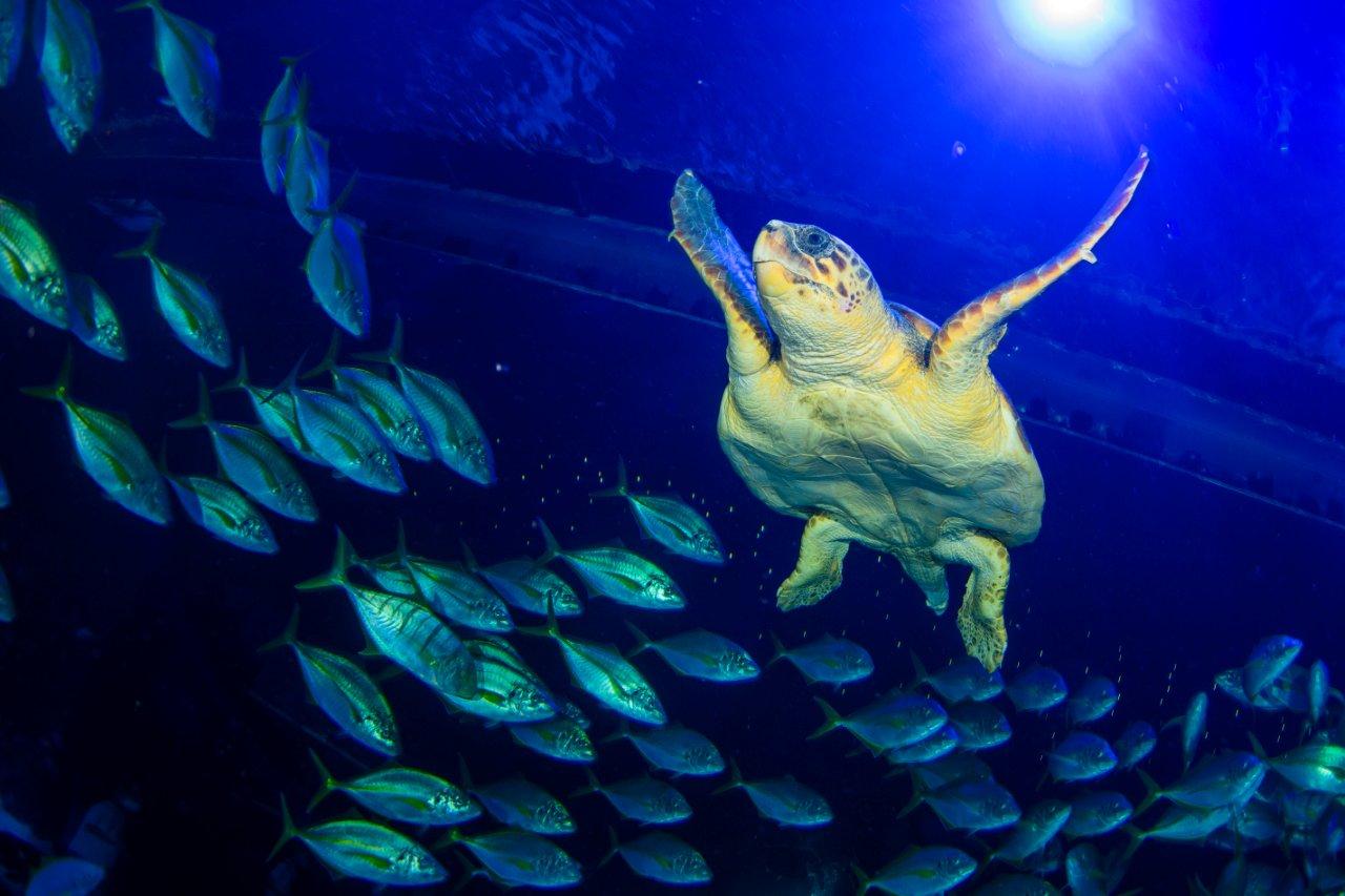 una_tortuga_encontrada_en_estado_critico_se_recupera_en_poema_del_mar_antes_de_ser_devuelta_al_mar_2.jpg