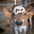 A kevesebb, de jobb minőségű hús- és tejtermék előállítása a kulcsa egy fenntarthatóbb agrárstratégiának