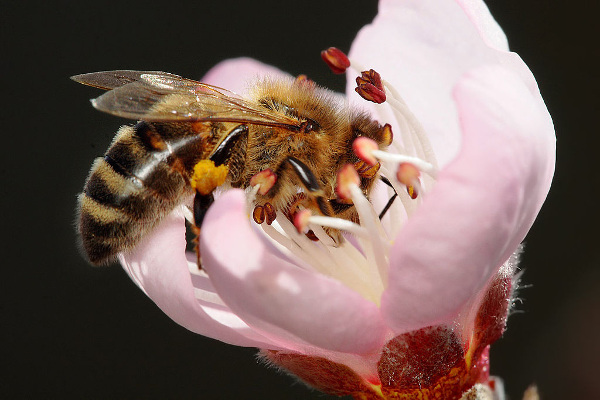 600px-Bee_pollinating_peach_flower.jpg
