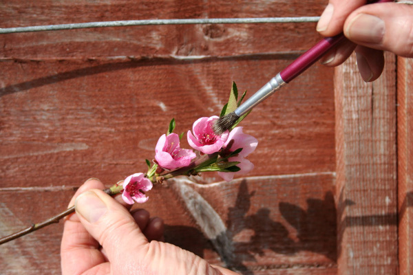 600px_Pollinating_a_peach.jpg