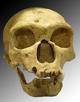 Homo_sapiens_neanderthalensis.jpg