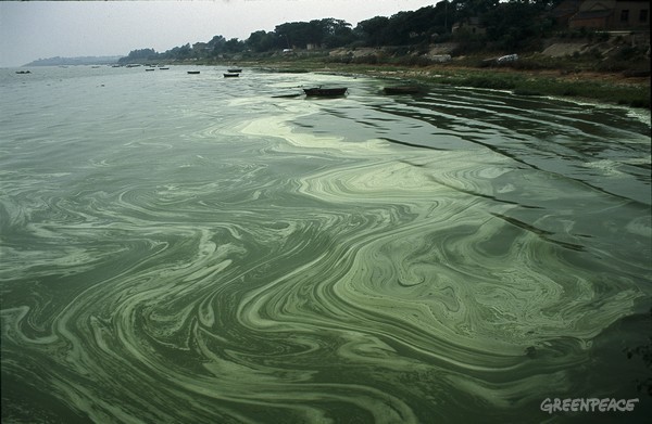 blue-green-algal-bloom-in-cao.jpg