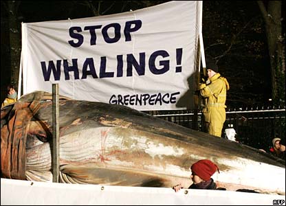 stop whaling.jpg