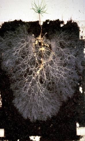 mikorrhiza greenr.jpg
