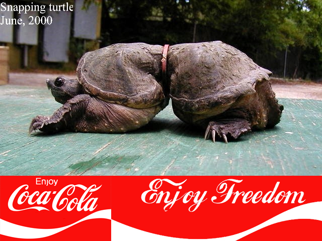 https://m.blog.hu/gr/greenr/image/cola-turtle.jpg