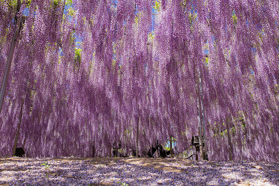 large-old-wisteria-bloom-japan-11.jpg