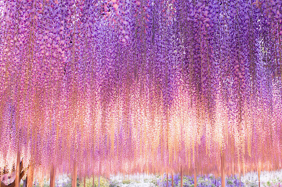 large-old-wisteria-bloom-japan-3.jpg