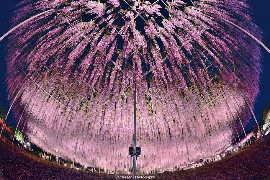 large-old-wisteria-bloom-japan-4.jpg