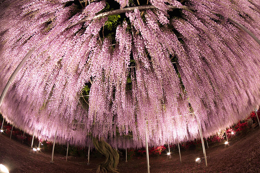 large-old-wisteria-bloom-japan-9.jpg