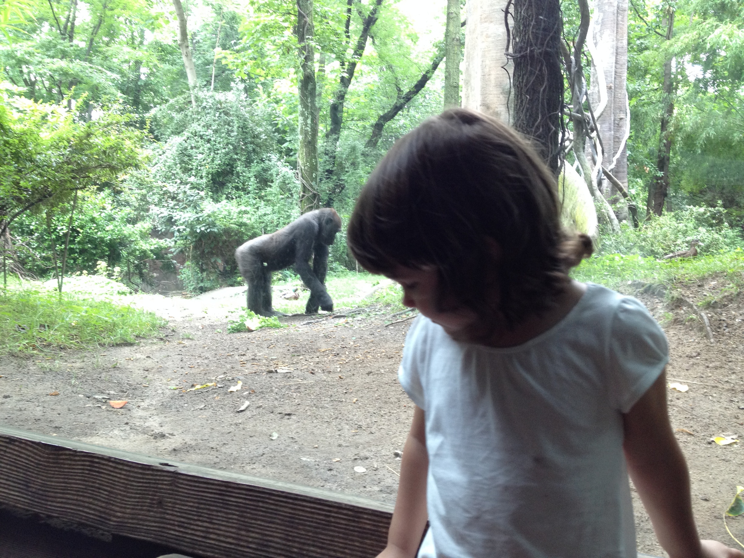 04842_bronx_zoo_small.jpg