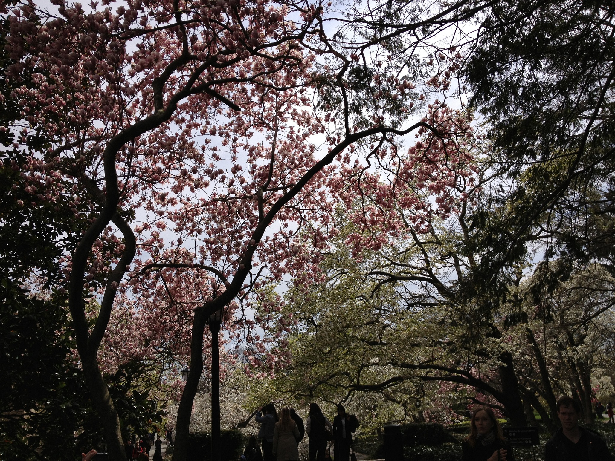 0954 - Brooklyn Botanical Garden - small.jpg